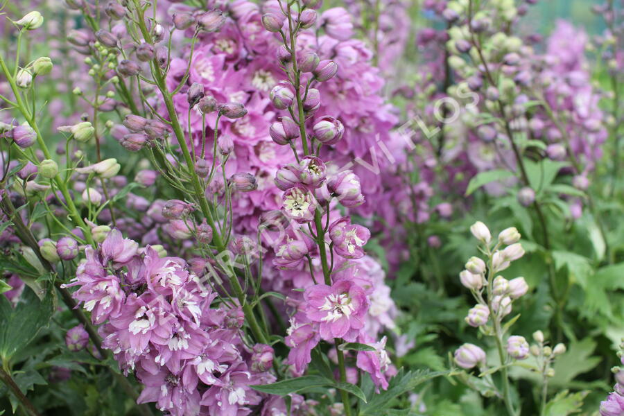 Ostrožka 'Lilac Pink/White Bee' - Delphinium Magic Fountain 'Lilac Pink/White Bee'