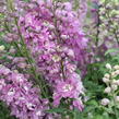 Ostrožka 'Lilac Pink/White Bee' - Delphinium Magic Fountain 'Lilac Pink/White Bee'
