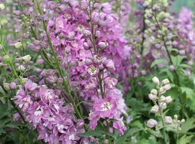 Ostrožka 'Lilac Pink/White Bee' - Delphinium Magic Fountain 'Lilac Pink/White Bee'