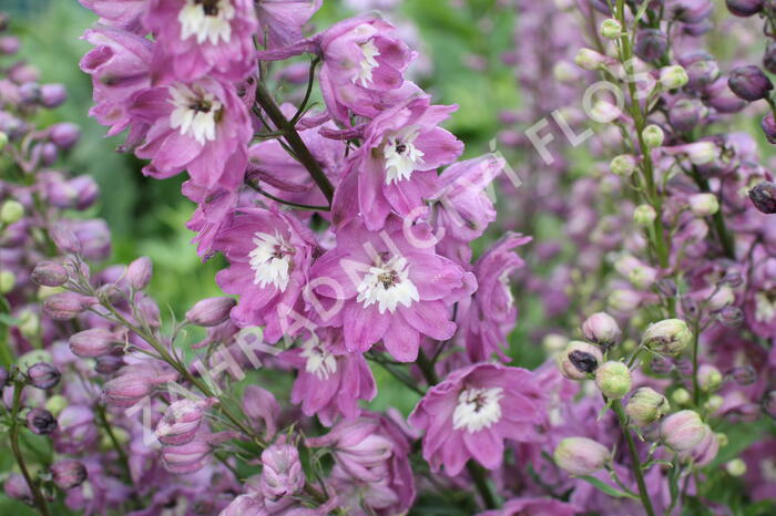 Ostrožka 'Lilac Pink/White Bee' - Delphinium Magic Fountain 'Lilac Pink/White Bee'