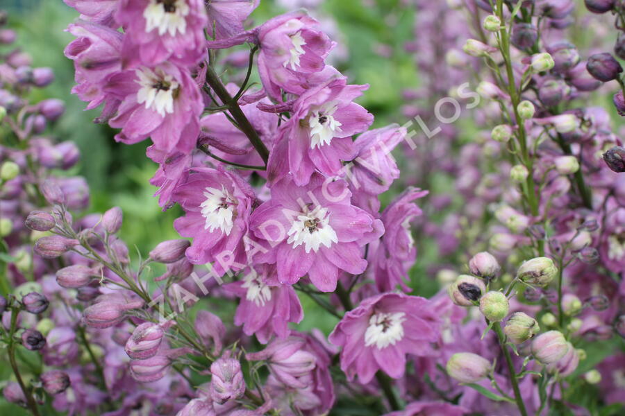 Ostrožka 'Lilac Pink/White Bee' - Delphinium Magic Fountain 'Lilac Pink/White Bee'