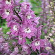 Ostrožka 'Lilac Pink/White Bee' - Delphinium Magic Fountain 'Lilac Pink/White Bee'