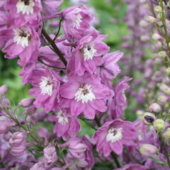 Ostrožka 'Lilac Pink/White Bee' - Delphinium Magic Fountain 'Lilac Pink/White Bee'