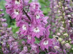 Ostrožka 'Lilac Pink/White Bee' - Delphinium Magic Fountain 'Lilac Pink/White Bee'