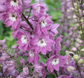 Ostrožka 'Lilac Pink/White Bee' - Delphinium Magic Fountain 'Lilac Pink/White Bee'