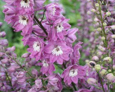 Ostrožka 'Lilac Pink/White Bee'