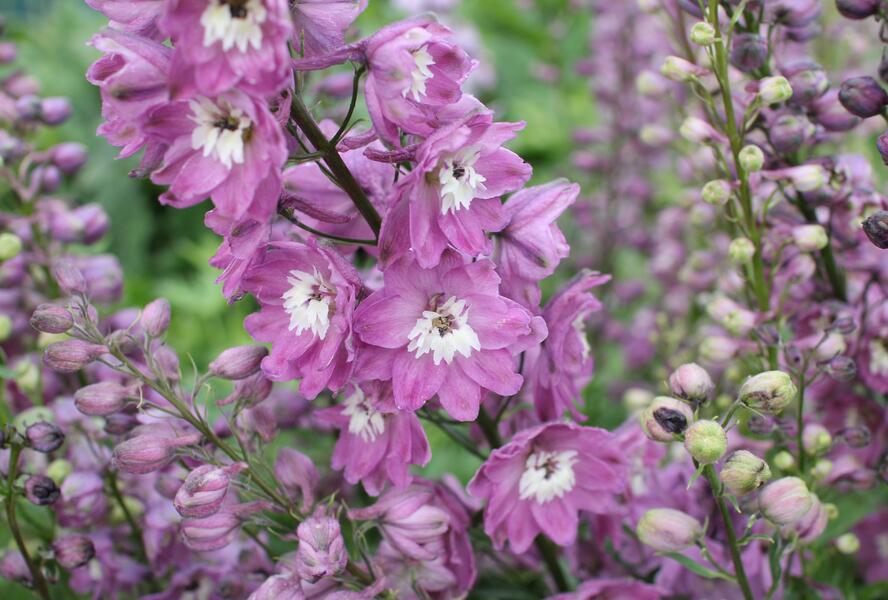 Ostrožka 'Lilac Pink/White Bee' - Delphinium Magic Fountain 'Lilac Pink/White Bee'