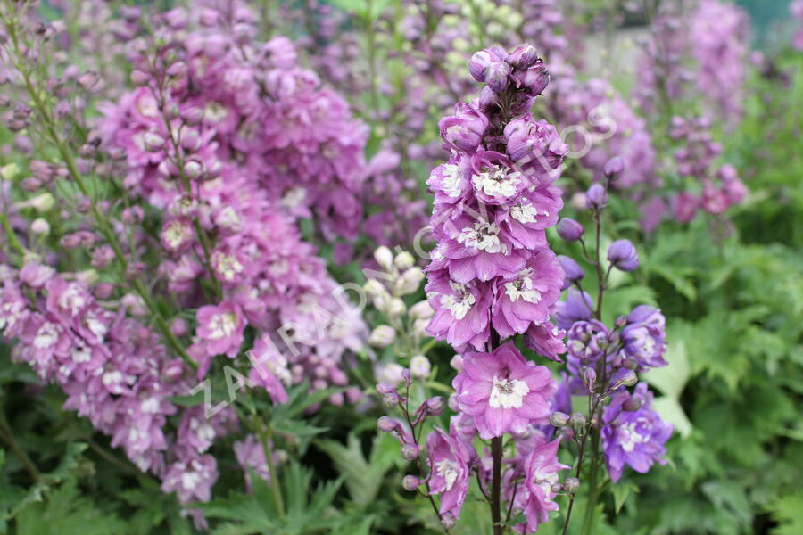Ostrožka 'Lilac Pink/White Bee' - Delphinium Magic Fountain 'Lilac Pink/White Bee'