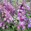 Ostrožka 'Lilac Pink/White Bee' - Delphinium Magic Fountain 'Lilac Pink/White Bee'