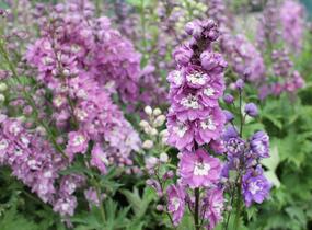 Ostrožka 'Lilac Pink/White Bee' - Delphinium Magic Fountain 'Lilac Pink/White Bee'