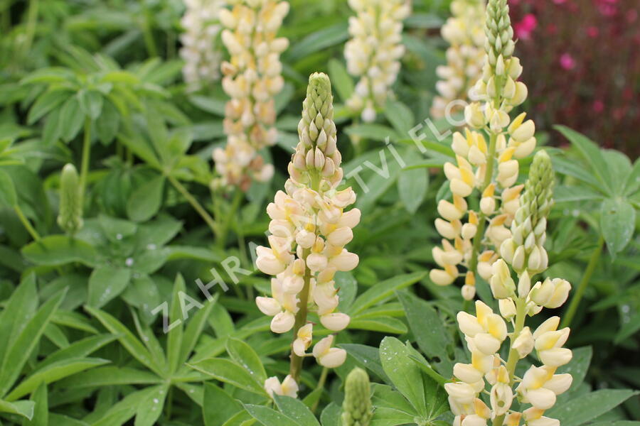 Lupina mnoholistá 'Russel Kronleuchter gelb' - Lupinus polyphyllus 'Russel Kronleuchter gelb'