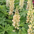 Lupina mnoholistá 'Russel Kronleuchter gelb' - Lupinus polyphyllus 'Russel Kronleuchter gelb'