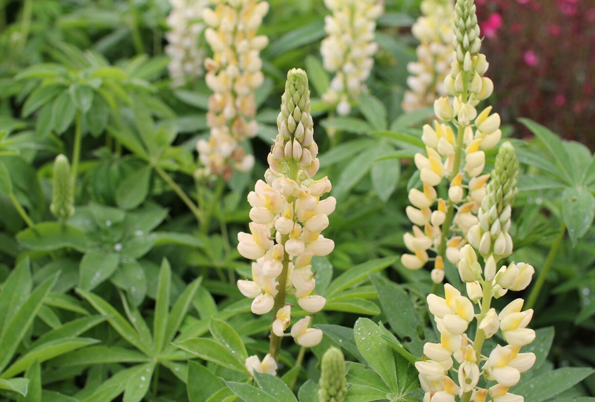 Lupina mnoholistá 'Russel Kronleuchter gelb' - Lupinus polyphyllus 'Russel Kronleuchter gelb'