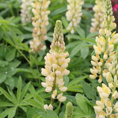 Lupina mnoholistá 'Russel Kronleuchter gelb' - Lupinus polyphyllus 'Russel Kronleuchter gelb'