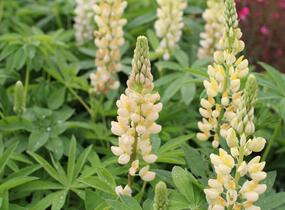 Lupina mnoholistá 'Russel Kronleuchter gelb' - Lupinus polyphyllus 'Russel Kronleuchter gelb'
