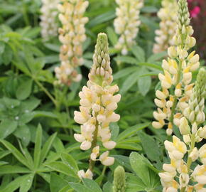 Lupina mnoholistá 'Russel Kronleuchter gelb' - Lupinus polyphyllus 'Russel Kronleuchter gelb'