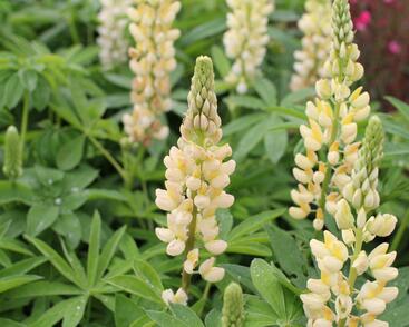 Lupina mnoholistá 'Russel Kronleuchter gelb'