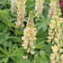 Lupinus polyphyllus 'Russel Kronleuchter gelb'.JPG