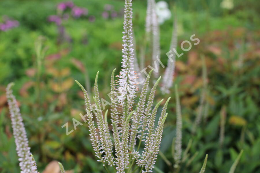 Rozrazilovec viržinský 'Pink Glow' - Veronicastrum virginicum 'Pink Glow'