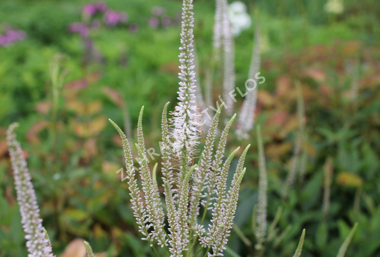 Rozrazilovec viržinský 'Pink Glow' - Veronicastrum virginicum 'Pink Glow'