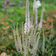 Rozrazilovec viržinský 'Pink Glow' - Veronicastrum virginicum 'Pink Glow'