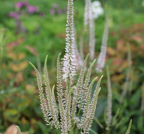 Rozrazilovec viržinský 'Pink Glow' - Veronicastrum virginicum 'Pink Glow'