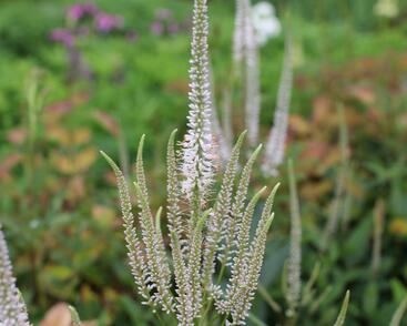 Rozrazilovec viržinský 'Pink Glow'