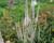 Rozrazilovec viržinský 'Pink Glow'