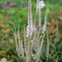 Veronicastrum virginicum 'Pink Glow'_03.JPG