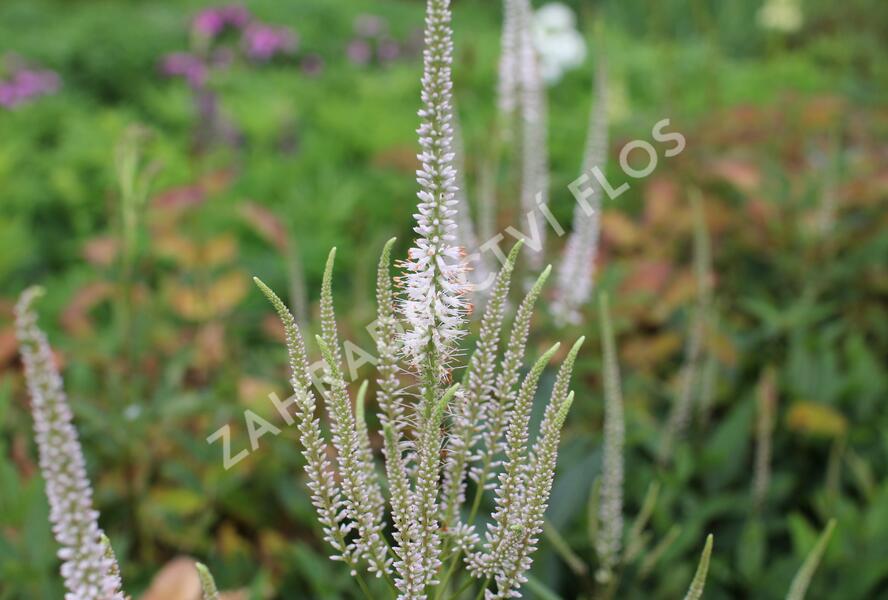 Rozrazilovec viržinský 'Pink Glow' - Veronicastrum virginicum 'Pink Glow'