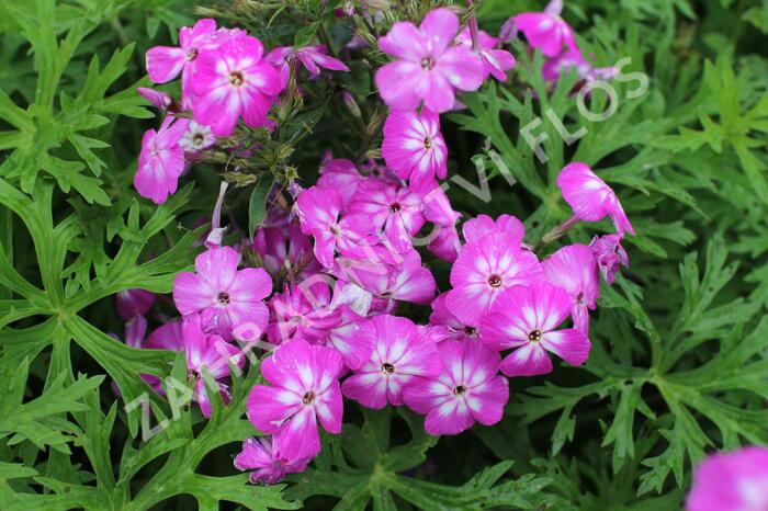 Plamenka latnatá 'Flame Pro Violet Charme' - Phlox paniculata 'Flame Pro Violet Charme'