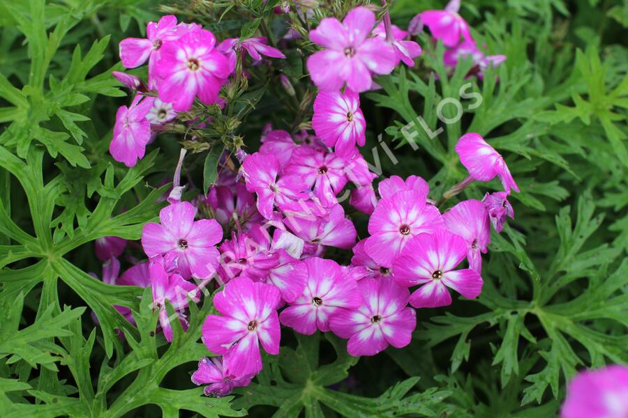 Plamenka latnatá 'Flame Pro Violet Charme' - Phlox paniculata 'Flame Pro Violet Charme'