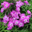 Plamenka latnatá 'Flame Pro Violet Charme' - Phlox paniculata 'Flame Pro Violet Charme'