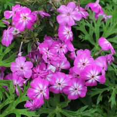 Plamenka latnatá 'Flame Pro Violet Charme' - Phlox paniculata 'Flame Pro Violet Charme'