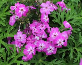 Plamenka latnatá 'Flame Pro Violet Charme'