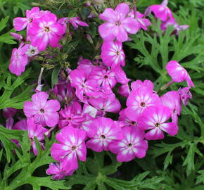 Plamenka latnatá 'Flame Pro Violet Charme' - Phlox paniculata 'Flame Pro Violet Charme'