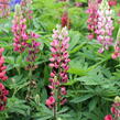Lupina 'Russell Mein Schloß' - Lupinus polyphyllus 'Russell Mein Schloß'