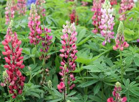 Lupina mnoholistá 'Russel Mein Schloß' - Lupinus polyphyllus 'Russel Mein Schloß'