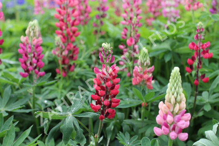 Lupina 'Russell Mein Schloß' - Lupinus polyphyllus 'Russell Mein Schloß'