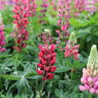 Lupina 'Russell Mein Schloß' - Lupinus polyphyllus 'Russell Mein Schloß'