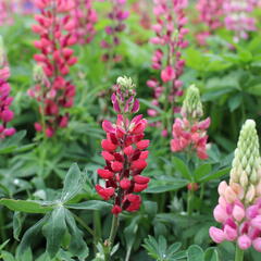 Lupina 'Russell Mein Schloß' - Lupinus polyphyllus 'Russell Mein Schloß'