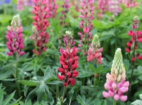 Lupina mnoholistá 'Russel Mein Schloß' - Lupinus polyphyllus 'Russel Mein Schloß'
