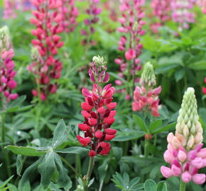 Lupina 'Russell Mein Schloß' - Lupinus polyphyllus 'Russell Mein Schloß'