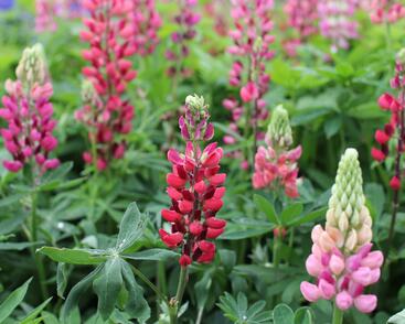 Lupina mnoholistá 'Russel Mein Schloß'