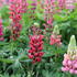 Lupinus polyphyllus 'Russell Mein Schloß'.JPG
