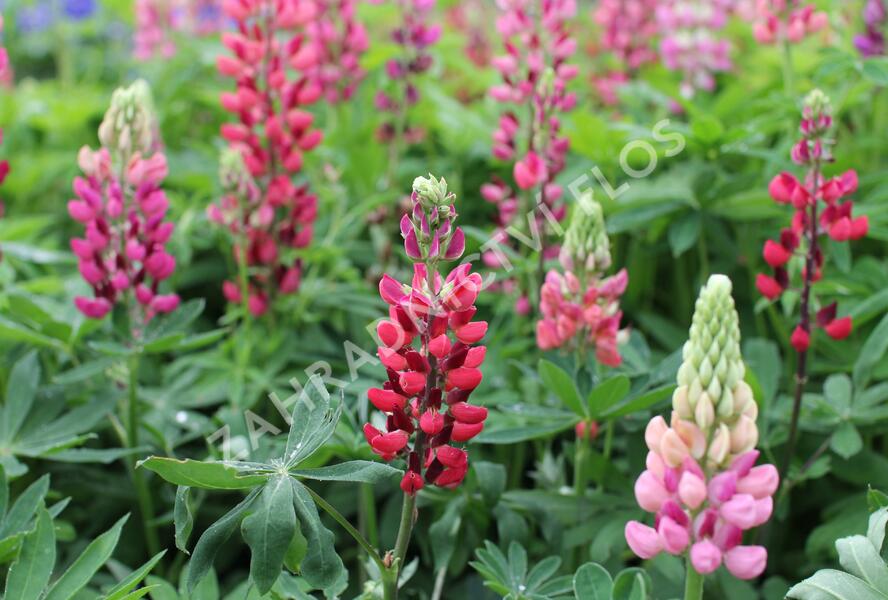 Lupina mnoholistá 'Russel Mein Schloß' - Lupinus polyphyllus 'Russel Mein Schloß'