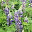 Lupina 'Russel Kastellan blau' - Lupinus polyphyllus 'Russel Kastellan blau'