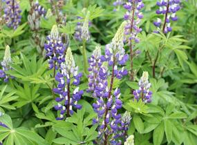 Lupina mnoholistá 'Russel Kastellan blau' - Lupinus polyphyllus 'Russel Kastellan blau'