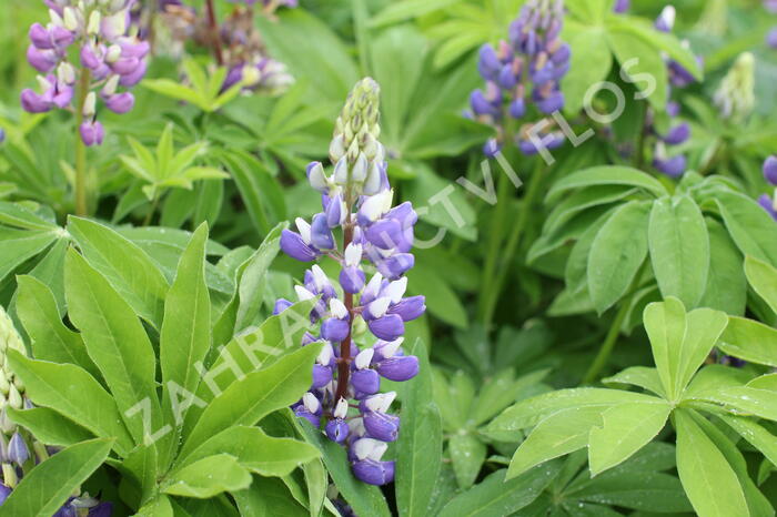 Lupina 'Russel Kastellan blau' - Lupinus polyphyllus 'Russel Kastellan blau'
