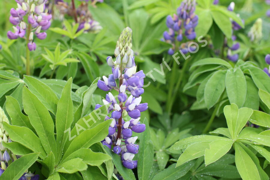 Lupina 'Russel Kastellan blau' - Lupinus polyphyllus 'Russel Kastellan blau'